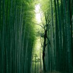 Photo by Weichao Deng on Unsplash