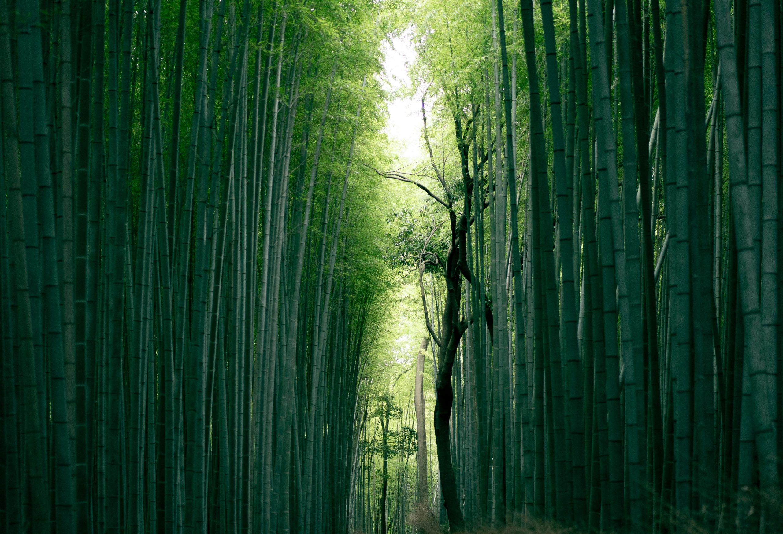 Photo by Weichao Deng on Unsplash